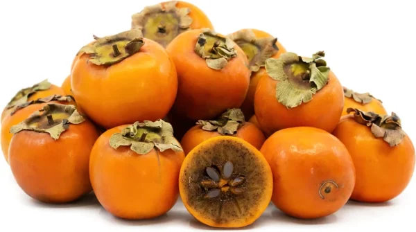 Coffeecake Persimmon Tree - Grafted Fruit Tree - 3-4 ft - 3 Gallon Pot