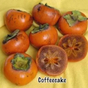 Coffeecake Persimmon Tree - Grafted Fruit Tree - 3-4 ft - 3 Gallon Pot