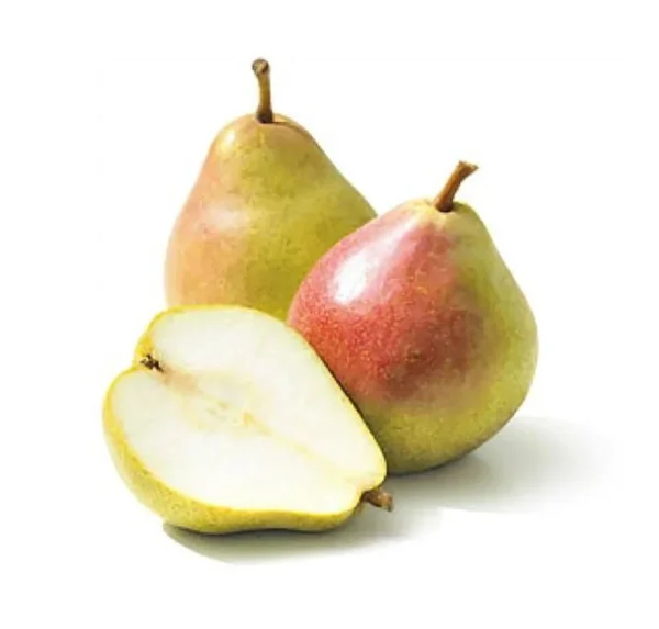 Comice Pear Tree - European Fruit Tree - 3-4 Ft - 3 Gal Pot - Sweet Pears
