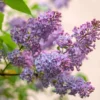 Common Lilac Plant - 4 inch Pot - Purple Flowers - Flowering Tree