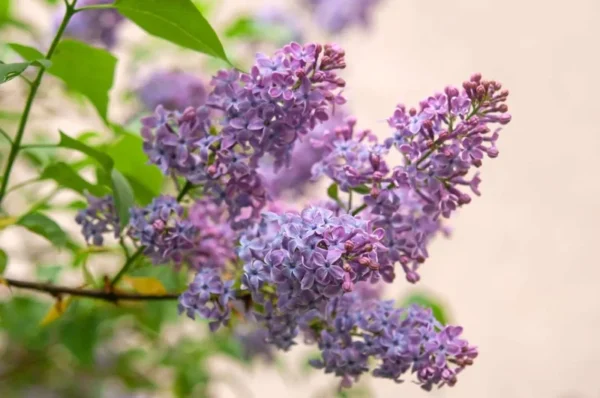Common Lilac Plant - 4 inch Pot - Purple Flowers - Flowering Tree