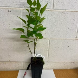 Common Lilac Plant - 4 inch Pot - Purple Flowers - Flowering Tree