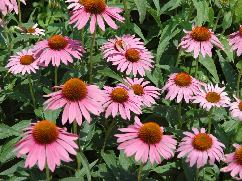 Coneflower (Echinacea)