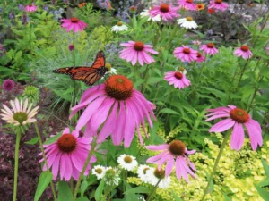 Coneflower garden