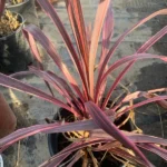 Cordyline Electric Pink Plant Hawaiian Ti Plant 6-inch Pot Tropical Accent