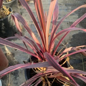 Cordyline Electric Pink Plant Hawaiian Ti Plant 6-inch Pot Tropical Accent