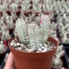 Corn Cob Euphorbia Mammillaris - 4" Variegated Succulent - Pink Plant - Rare Find