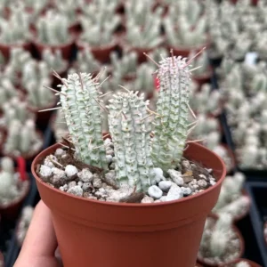 Corn Cob Euphorbia Mammillaris - 4