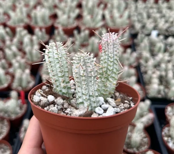 Corn Cob Euphorbia Mammillaris - 4" Variegated Succulent - Pink Plant - Rare Find
