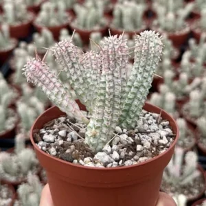 Corn Cob Euphorbia Mammillaris - 4