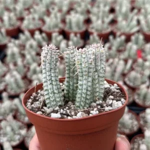 Corn Cob Euphorbia Mammillaris - 4