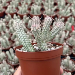 Corn Cob Euphorbia Mammillaris - 4