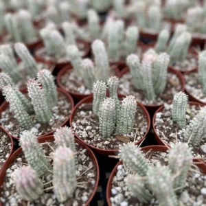 Corn Cob Euphorbia Mammillaris - 4