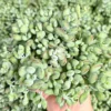 Cotyledon Pendens Trailing Succulent Small Live Plant in 4 inch Pot