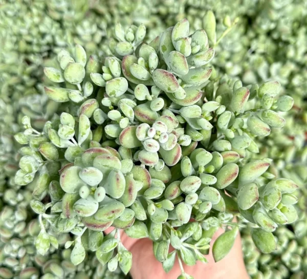 Cotyledon Pendens Trailing Succulent Small Live Plant in 4 inch Pot