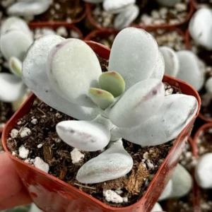 Cotyledon Pendens Trailing Succulent Small Live Plant in 4 inch Pot