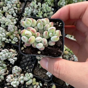 Cotyledon Pendens Trailing Succulent Small Live Plant in 4 inch Pot