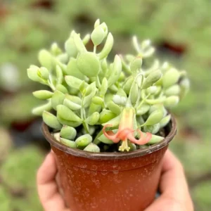 Cotyledon Pendens Trailing Succulent Small Live Plant in 4 inch Pot