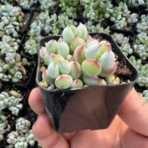 Cotyledon Pendens Trailing Succulent Small Live Plant in 4 inch Pot