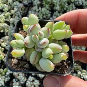 Cotyledon Pendens Trailing Succulent Small Live Plant in 4 inch Pot