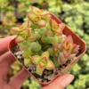 Crassula Brevifolia Succulent Mini Plant 2 inch Pot Green