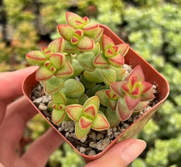 Crassula Brevifolia Succulent Mini Plant 2 inch Pot Green