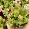 Crassula Brevifolia Succulent Mini Plant 2 inch Pot Green