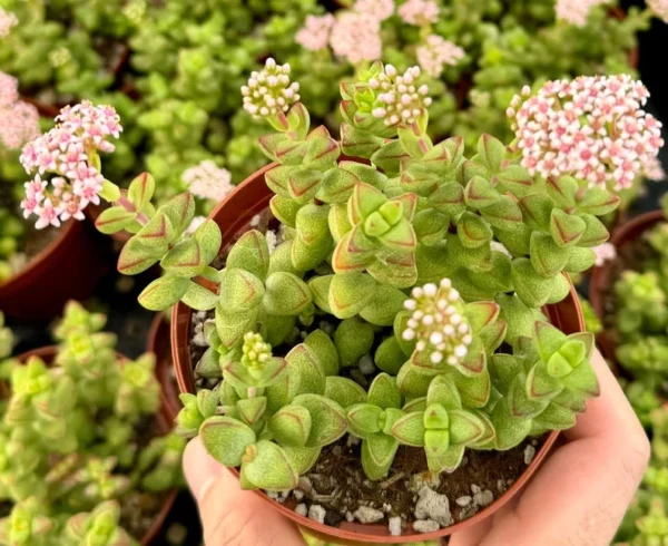 Crassula Brevifolia Succulent Mini Plant 2 inch Pot Green
