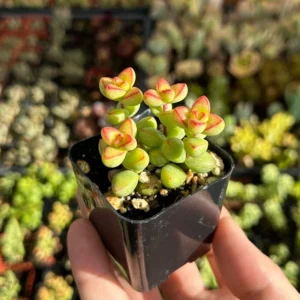 Crassula Brevifolia Succulent Mini Plant 2 inch Pot Green