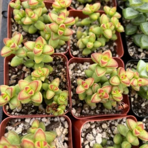 Crassula Brevifolia Succulent Mini Plant 2 inch Pot Green