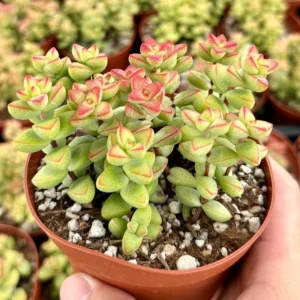 Crassula Brevifolia Succulent Mini Plant 2 inch Pot Green