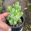 Crassula Gollum Jade Plant Live Succulent in 2 Inch Pot