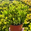 Crassula Gollum Jade Plant Live Succulent in 2 Inch Pot