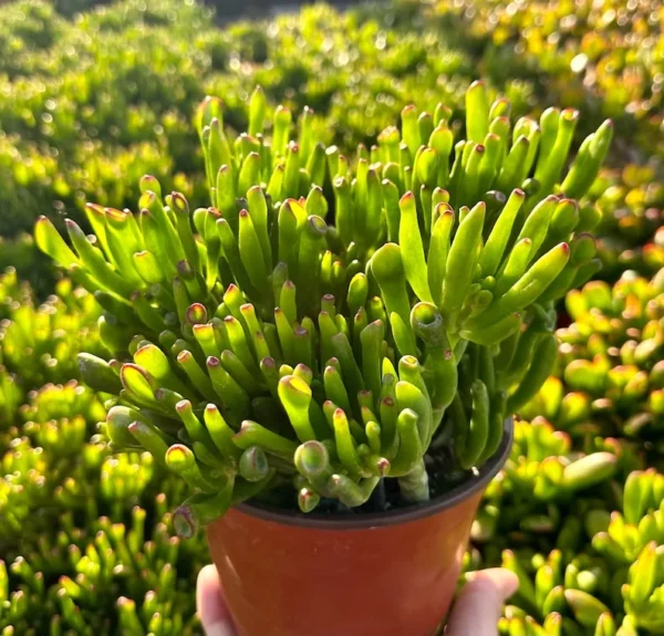 Crassula Gollum Jade Plant Live Succulent in 2 Inch Pot