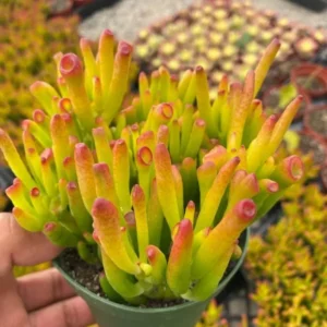 Crassula Gollum Jade Plant Live Succulent in 2 Inch Pot