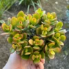 Crassula Ovata Jade Plant Live Succulent 4'' Potted House Plant