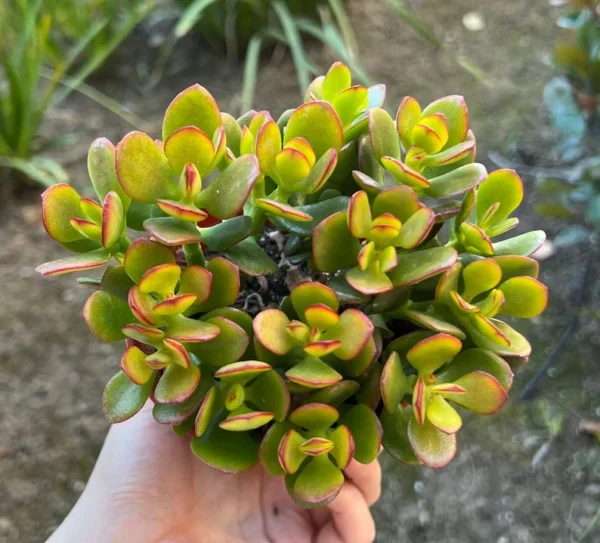 Crassula Ovata Jade Plant Live Succulent 4'' Potted House Plant