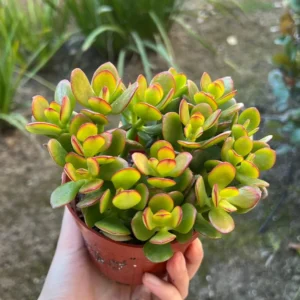 Crassula Ovata Jade Plant Live Succulent 4'' Potted House Plant