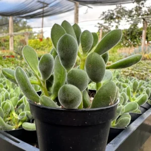 Crassula Rogersii Rare Succulent Live Plant in 2 inch Pot