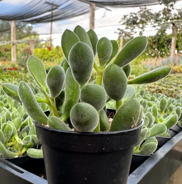 Crassula Rogersii Rare Succulent Live Plant in 2 inch Pot