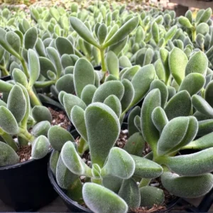 Crassula Rogersii Rare Succulent Live Plant in 2 inch Pot