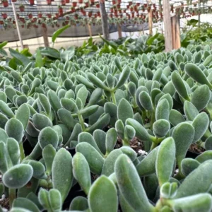Crassula Rogersii Rare Succulent Live Plant in 2 inch Pot
