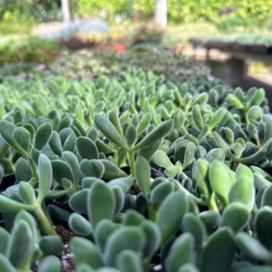 Crassula Rogersii Rare Succulent Live Plant in 2 inch Pot