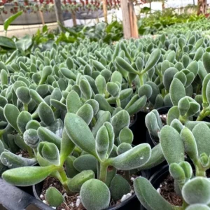 Crassula Rogersii Rare Succulent Live Plant in 2 inch Pot