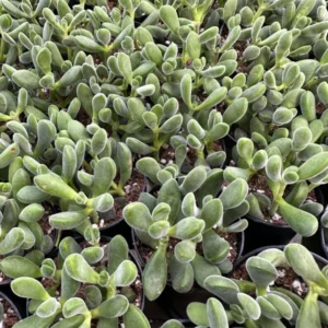 Crassula Rogersii Rare Succulent Live Plant in 2 inch Pot