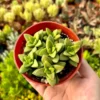 Crassula Rupestris Spring Time Kebab Bush - Live Succulent Plant - 4 inch Pot - Gray-Green