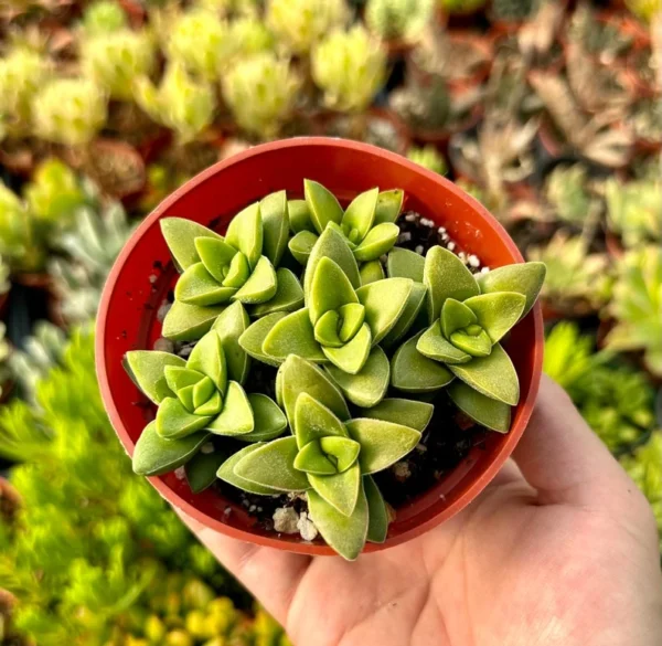 Crassula Rupestris Spring Time Kebab Bush - Live Succulent Plant - 4 inch Pot - Gray-Green