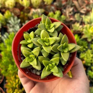 Crassula Rupestris Spring Time Kebab Bush - Live Succulent Plant - 4 inch Pot - Gray-Green