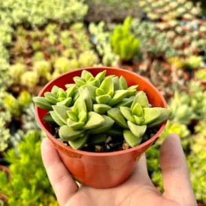 Crassula Rupestris Spring Time Kebab Bush - Live Succulent Plant - 4 inch Pot - Gray-Green