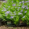 Crested Wild Iris Roots - 5 Iris Cristata Roots - Easy to Grow Wildflower